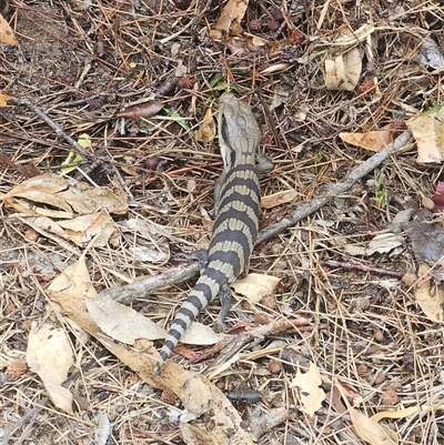 Tiliqua scincoides scincoides (Eastern Blue-tongue) at Burrinjuck, NSW - 14 Feb 2025 by Bidge