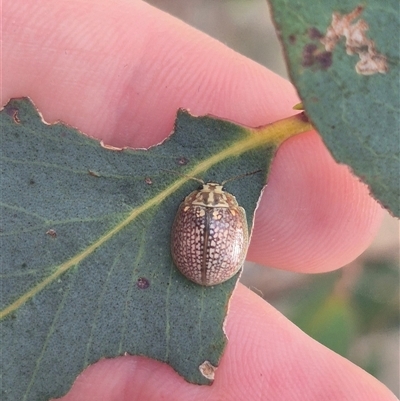 Paropsisterna decolorata (A Eucalyptus leaf beetle) at Bungendore, NSW - 7 Feb 2025 by clarehoneydove