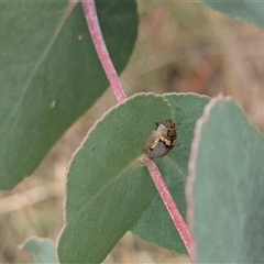 Paropsisterna m-fuscum (Eucalyptus Leaf Beetle) at Franklin, ACT - 14 Feb 2025 by chriselidie