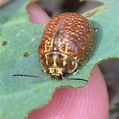 Paropsisterna decolorata (A Eucalyptus leaf beetle) at Bungendore, NSW - 7 Feb 2025 by clarehoneydove