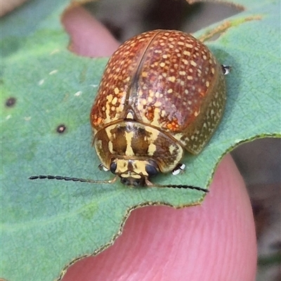 Paropsisterna decolorata (A Eucalyptus leaf beetle) at Bungendore, NSW - 7 Feb 2025 by clarehoneydove