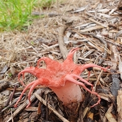 Aseroe rubra (Anemone Stinkhorn) at Penrose, NSW by Aussiegall