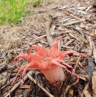 Aseroe rubra (Anemone Stinkhorn) at Penrose, NSW by Aussiegall