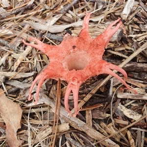 Aseroe rubra at Penrose, NSW - suppressed