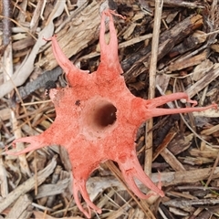 Aseroe rubra at Penrose, NSW - suppressed