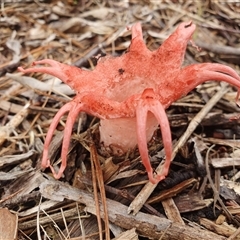 Aseroe rubra at Penrose, NSW - suppressed