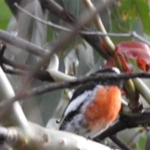 Petroica boodang (Scarlet Robin) at Kambah, ACT - 14 Feb 2025 by HelenCross