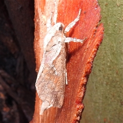 Elhamma australasiae (A Swift or Ghost moth (Hepialidae)) at Kambah, ACT - 14 Feb 2025 by HelenCross