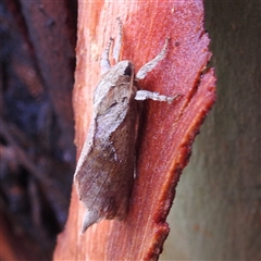 Elhamma australasiae at Kambah, ACT - 14 Feb 2025 06:34 PM