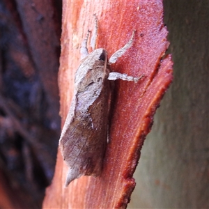 Elhamma australasiae at Kambah, ACT - 14 Feb 2025 06:34 PM