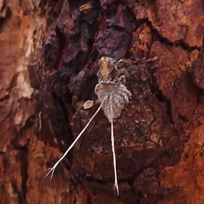 Platybrachys sp. (genus) (A gum hopper) at Kakadu, NT - 5 Feb 2025 by HelenCross