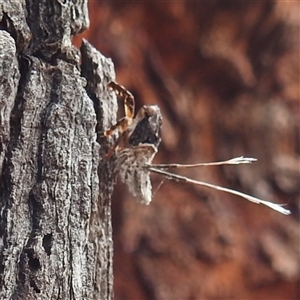 Platybrachys sp. (genus) at Kakadu, NT - 5 Feb 2025 06:23 PM