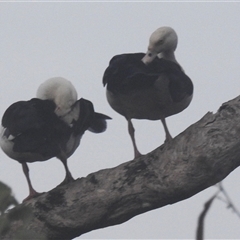 Radjah radjah at Kakadu, NT - 6 Feb 2025 08:14 AM