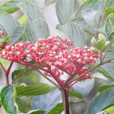 Unidentified Other Shrub at Kakadu, NT - 6 Feb 2025 by HelenCross