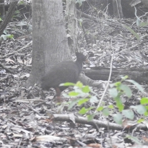 Megapodius reinwardt (Orange-footed Megapode) by HelenCross