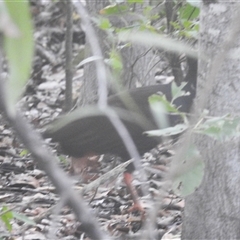 Megapodius reinwardt at Kakadu, NT - 6 Feb 2025 08:42 AM