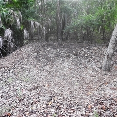Megapodius reinwardt at Kakadu, NT - 6 Feb 2025 08:42 AM