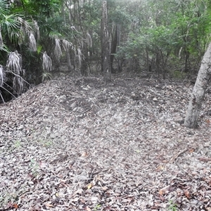 Megapodius reinwardt at Kakadu, NT - 6 Feb 2025 08:42 AM