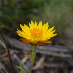 Xerochrysum bracteatum (Golden Everlasting) at Snowball, NSW - 27 Nov 2024 by RobG1