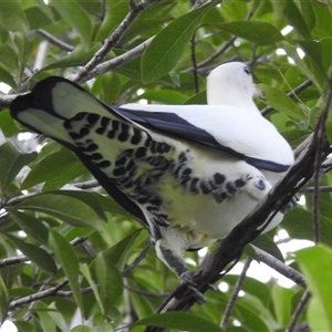 Ducula spilorrhoa (Torresian Imperial-Pigeon) at Kakadu, NT - 6 Feb 2025 by HelenCross