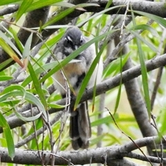 Rhipidura albiscapa (Grey Fantail) at Aranda, ACT - 14 Feb 2025 by KMcCue