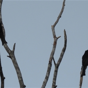 Dicrurus bracteatus (Spangled Drongo) at Kakadu, NT - 6 Feb 2025 by HelenCross