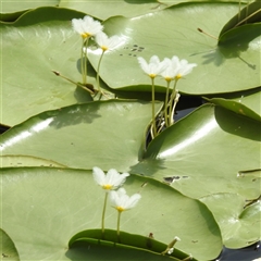 Nymphoides indica (Water Snowflake) at Kakadu, NT - 6 Feb 2025 by HelenCross