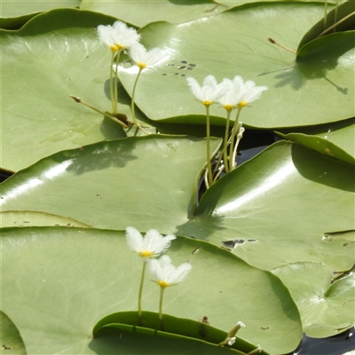 Nymphoides indica (Water Snowflake) at Kakadu, NT - 6 Feb 2025 by HelenCross