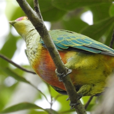 Ptilinopus regina (Rose-crowned Fruit-Dove) at Kakadu, NT - 6 Feb 2025 by HelenCross