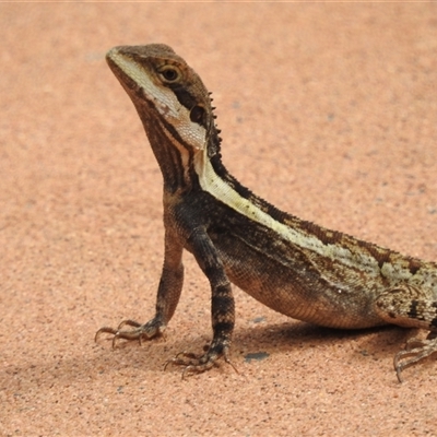 Unidentified Dragon at Kakadu, NT - 6 Feb 2025 by HelenCross