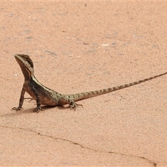 Tropicagama temporalis at suppressed - suppressed