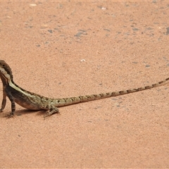 Tropicagama temporalis at suppressed - suppressed