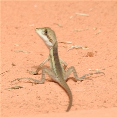 Unidentified Dragon at Kakadu, NT - 6 Feb 2025 by HelenCross