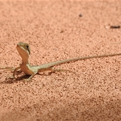 Tropicagama temporalis at suppressed - suppressed