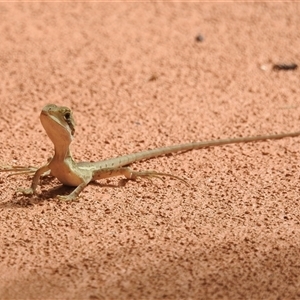 Tropicagama temporalis at suppressed - suppressed
