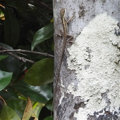 Tropicagama temporalis at suppressed - suppressed