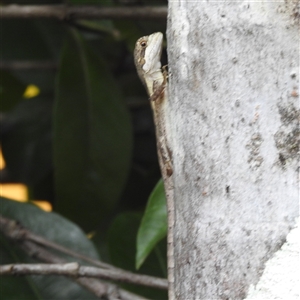 Tropicagama temporalis at suppressed - suppressed