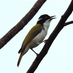 Melithreptus albogularis at Kakadu, NT - 6 Feb 2025 by HelenCross