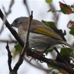 Unidentified Honeyeater at Kakadu, NT - 6 Feb 2025 by HelenCross