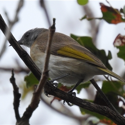 Conopophila albogularis (Rufous-banded Honeyeater) at Kakadu, NT - 6 Feb 2025 by HelenCross