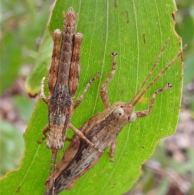 Unidentified Grasshopper (several families) at Kakadu, NT - 6 Feb 2025 by HelenCross