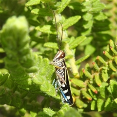 Zebratula flavonigra (Zebra Grasshopper) at Kakadu, NT - 7 Feb 2025 by HelenCross