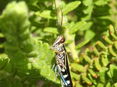 Zebratula flavonigra (Zebra Grasshopper) at Kakadu, NT - 7 Feb 2025 by HelenCross