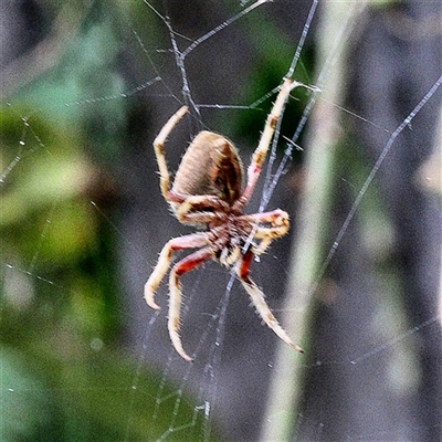 Unidentified Orb-weaving spider (several families) at Bungendore, NSW - 14 Feb 2025 by inquisitive