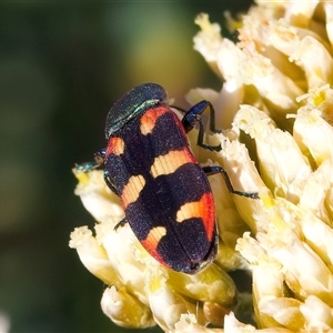 Castiarina sexplagiata at Thredbo, NSW - 12 Feb 2025 05:17 PM