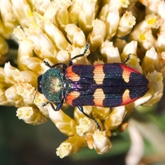 Castiarina sexplagiata at Thredbo, NSW - 12 Feb 2025 05:17 PM