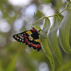 Delias aganippe (Spotted Jezebel) at Kambah, ACT - 28 Jan 2025 by HelenCross