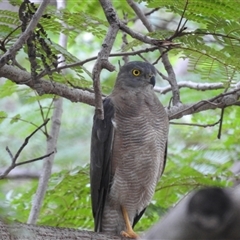 Tachyspiza fasciata (Brown Goshawk) at Nitmiluk, NT - 5 Feb 2025 by HelenCross