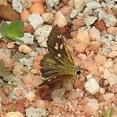 Unidentified Skipper (Hesperiidae) at Kakadu, NT - 5 Feb 2025 by HelenCross