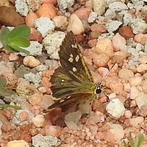 Unidentified Skipper (Hesperiidae) at Kakadu, NT - 5 Feb 2025 by HelenCross